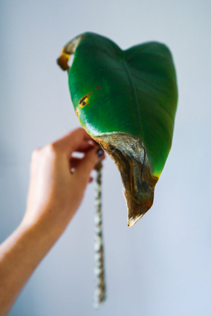 Common Indoor Plant Problems Identifying & Solving Plant Problems Happy Life Plants