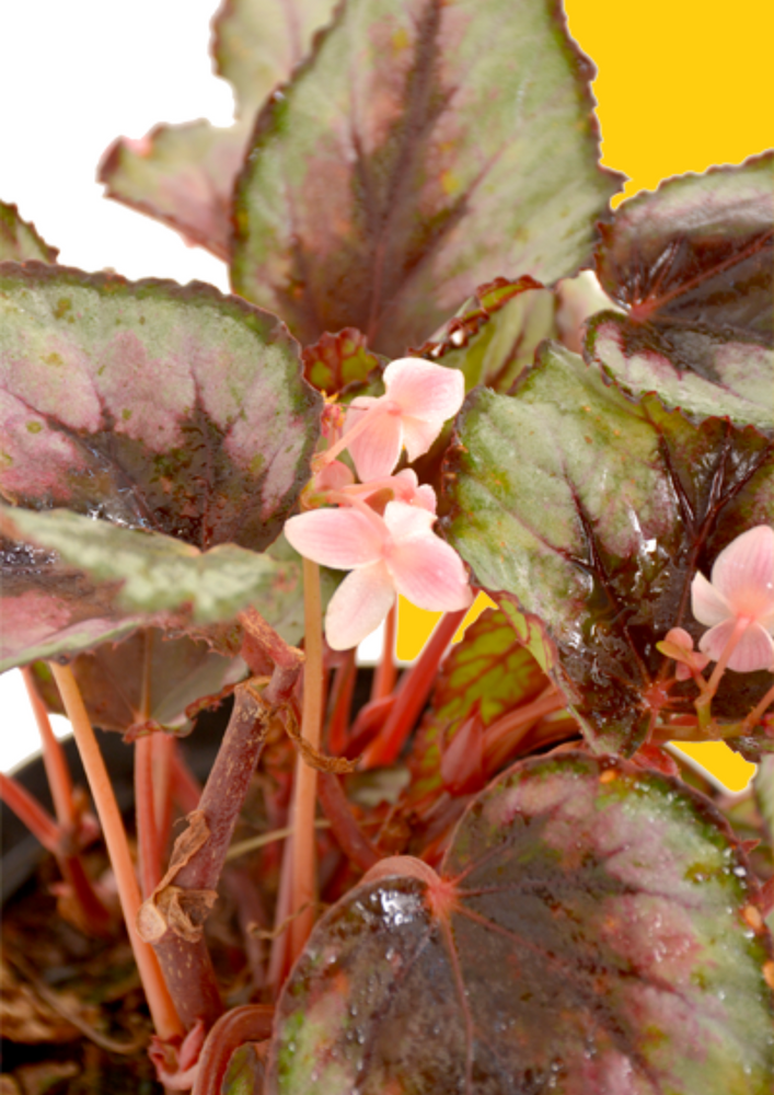 Begonia X Red Mixed 15cm