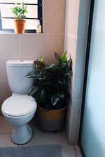 Bathroom Plants