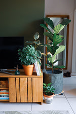 Living Room Plants