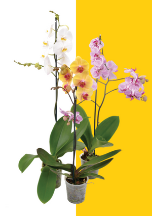 Moth Orchids