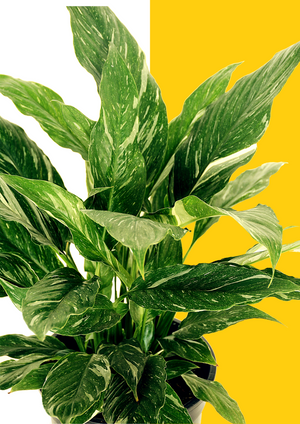 Diamond Peace Lily 16cm