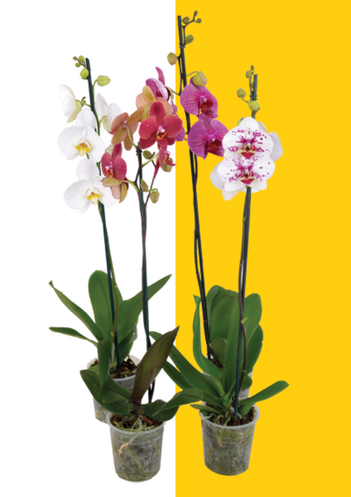 Moth Orchids