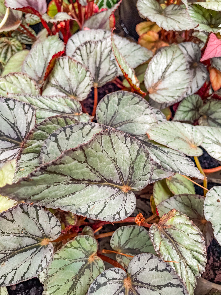 
            
                Load image into Gallery viewer, Begonia X Red Mixed 15cm
            
        