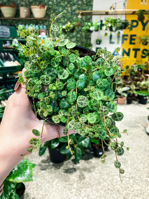 String of Turtles (Peperomia Prostrata)