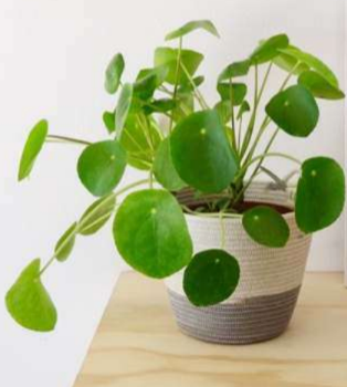 Cobble Grey Planter Basket