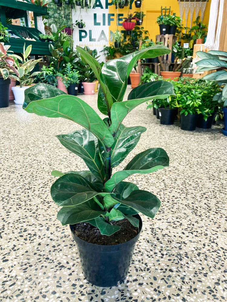 Fiddle Leaf Fig