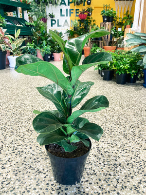 Fiddle Leaf Fig