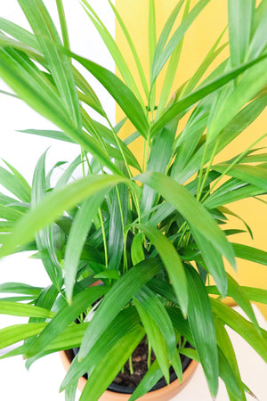 Bamboo Palm
