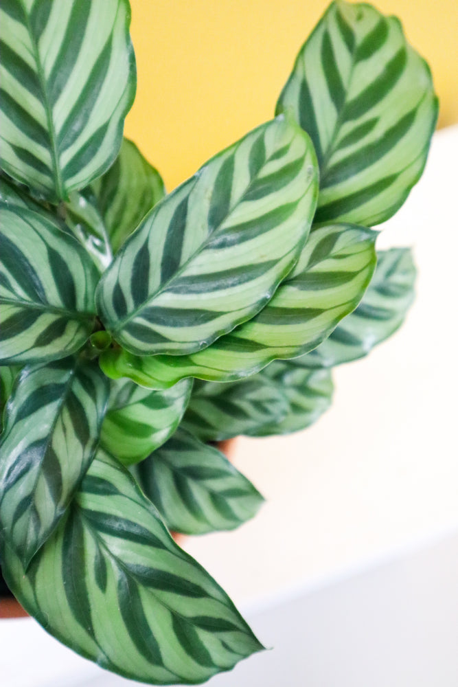 
            
                Load image into Gallery viewer, Calathea Freddy
            
        