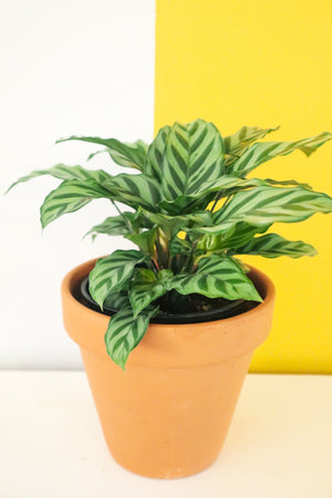 
            
                Load image into Gallery viewer, Calathea Freddy
            
        