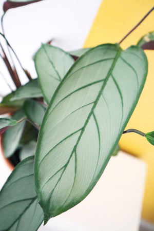 
            
                Load image into Gallery viewer, Calathea Grey Star
            
        