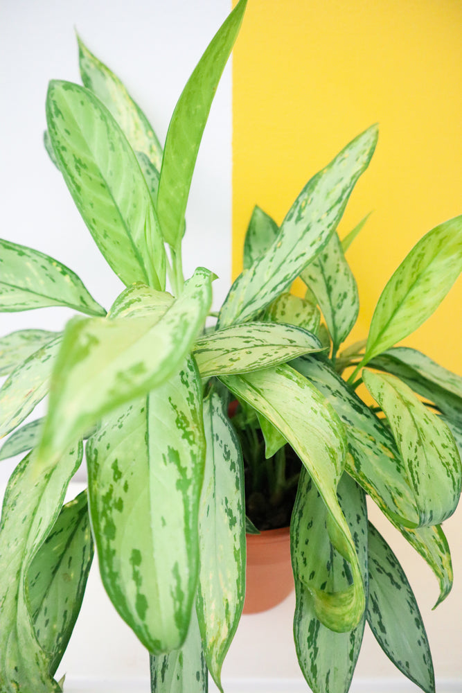 
            
                Load image into Gallery viewer, Chinese Evergreen &amp;#39;Silver Queen&amp;#39;
            
        