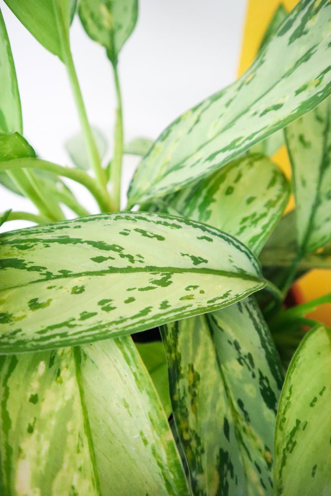 
            
                Load image into Gallery viewer, Chinese Evergreen &amp;#39;Silver Queen&amp;#39;
            
        