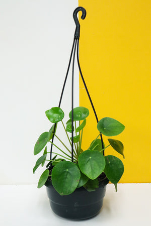 Chinese Money Plant