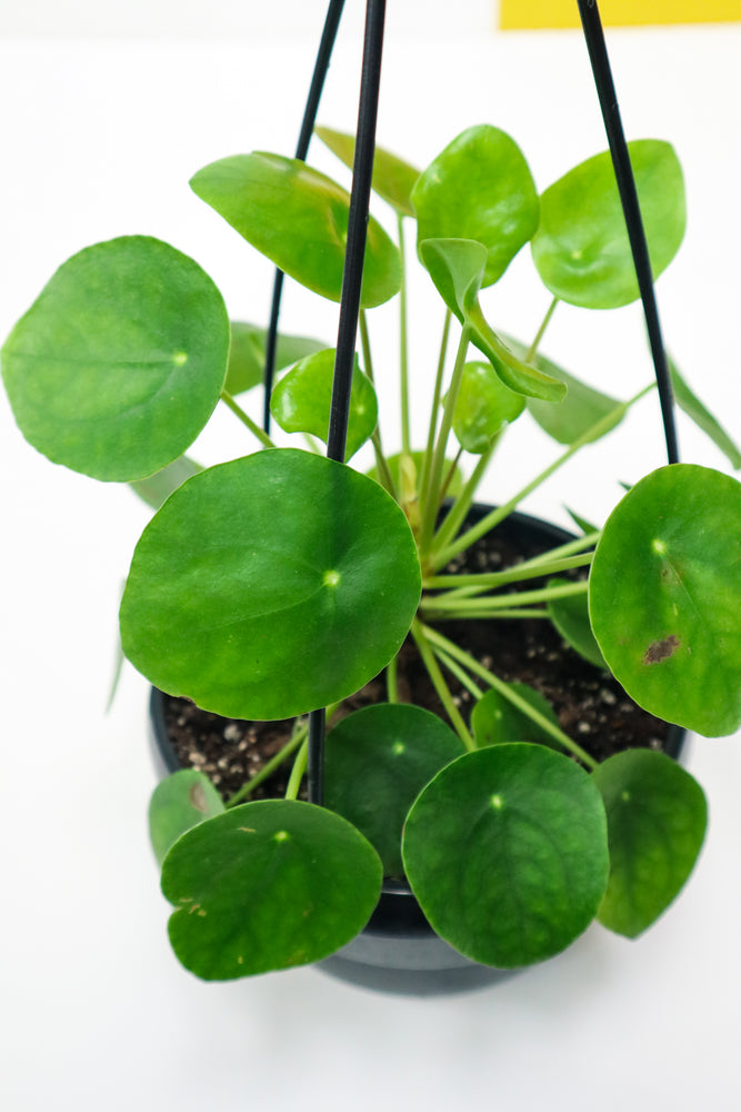 Chinese Money Plant Happy Life Plants