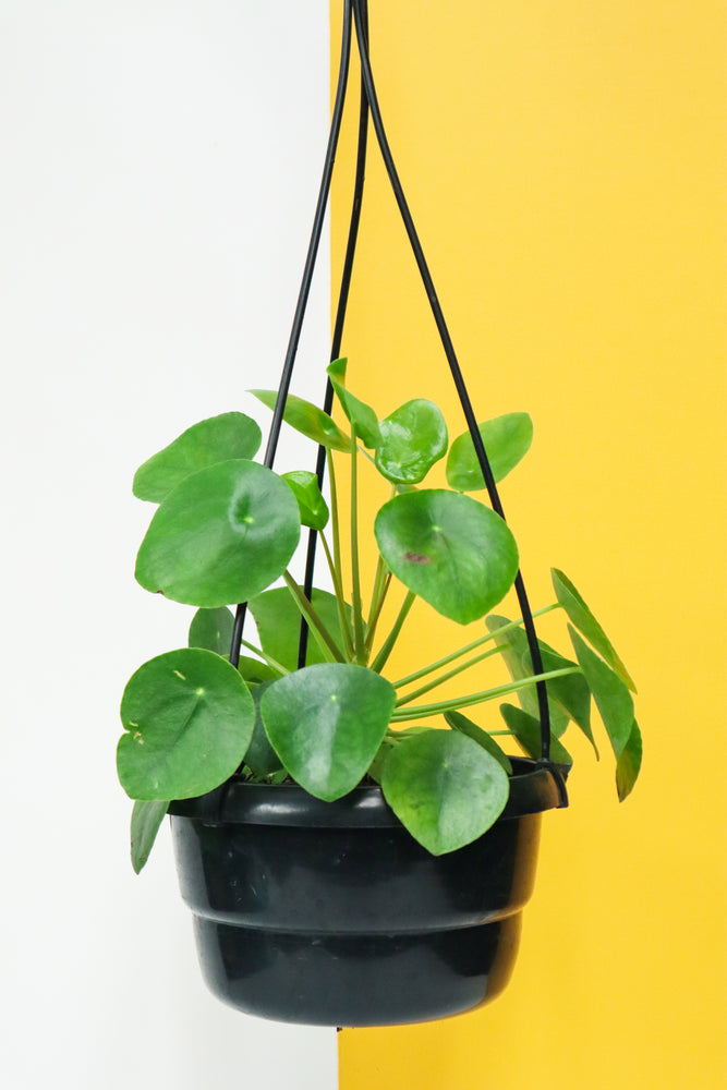 Chinese Money Plant Happy Life Plants