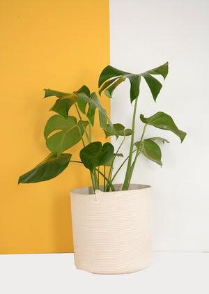 Ivory Planter Basket