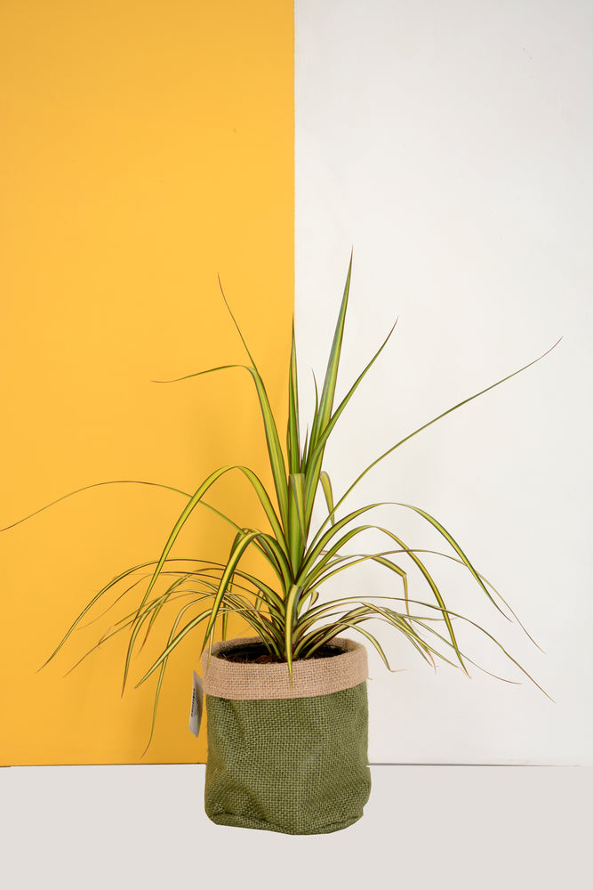 Hessian Plant Bag
