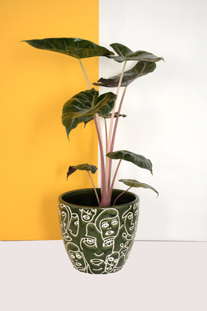 Alocasia Dragon Scale Pink
