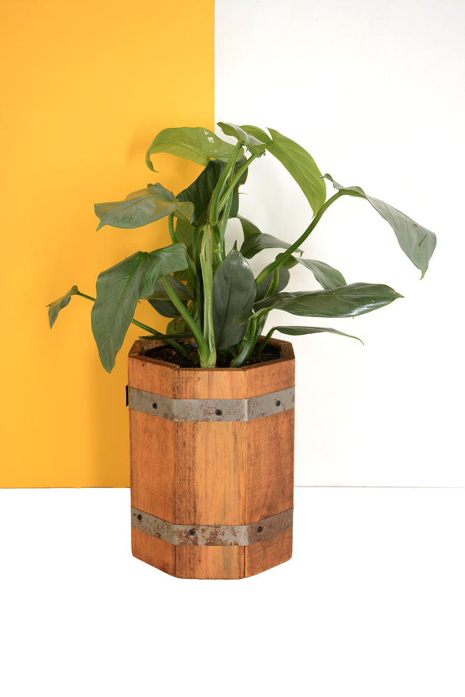 Blom Kassie 20cm