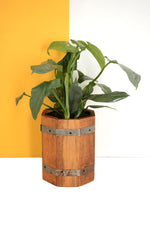 Blom Kassie 20cm