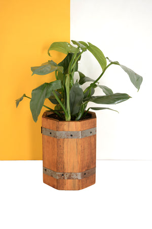 
            
                Load image into Gallery viewer, Silver Philodendron 20cm
            
        