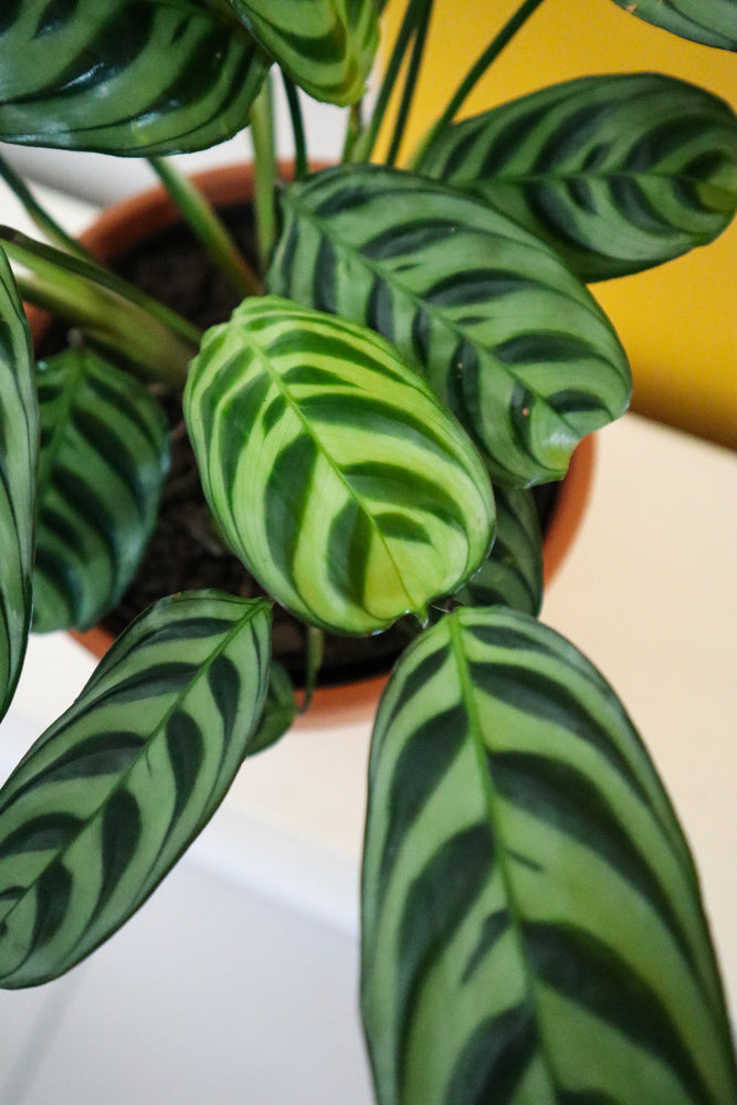 Calathea Fishbone Prayer Plant Sticker – Ed's Plant Shop