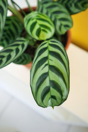 
            
                Load image into Gallery viewer, Fishbone Prayer Plant
            
        