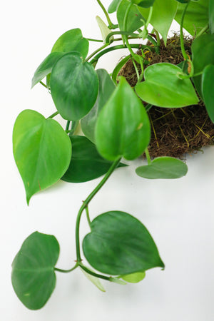Heart Leaf Philodendron Green Kokedama