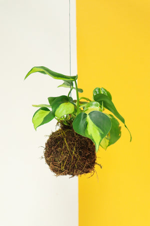 
            
                Load image into Gallery viewer, Heart Leaf Philodendron Variegated Kokedama
            
        