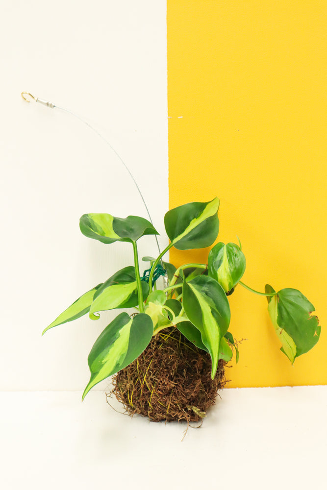 Heart Leaf Philodendron Variegated Kokedama