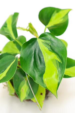 Heart Leaf Philodendron Variegated Kokedama