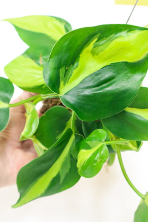 Heart Leaf Philodendron Variegated Kokedama