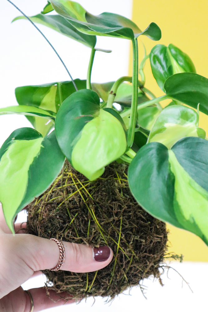 
            
                Load image into Gallery viewer, Heart Leaf Philodendron Variegated Kokedama
            
        