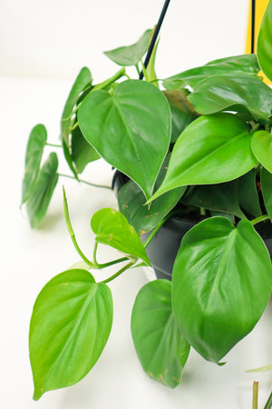 Heart Leaf Philodendron