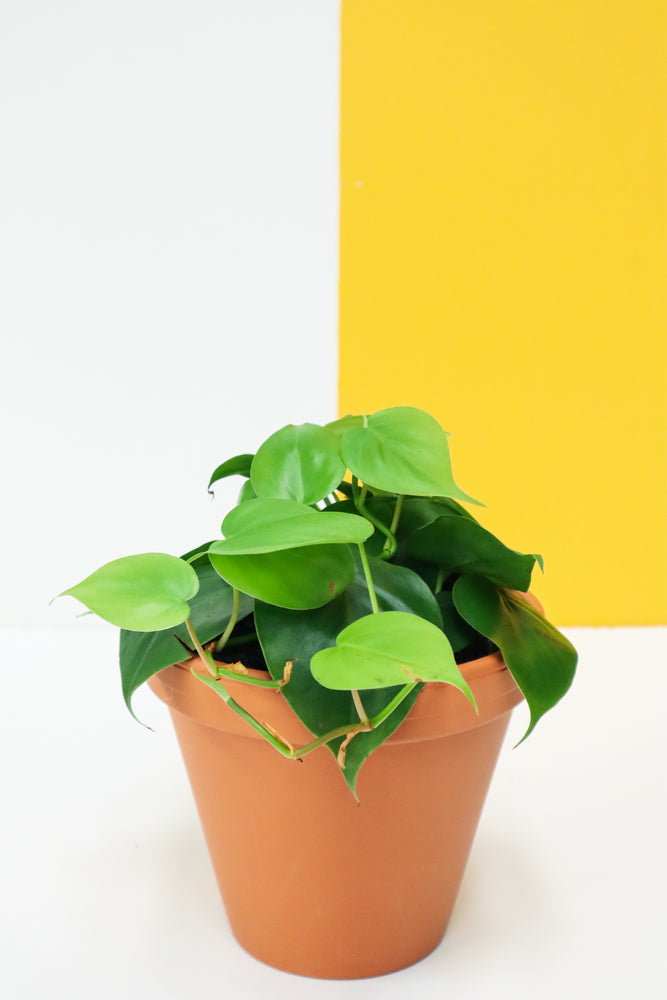 Heart Leaf Philodendron