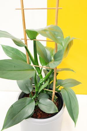 Sihle the Silver Philodendron Val Pal