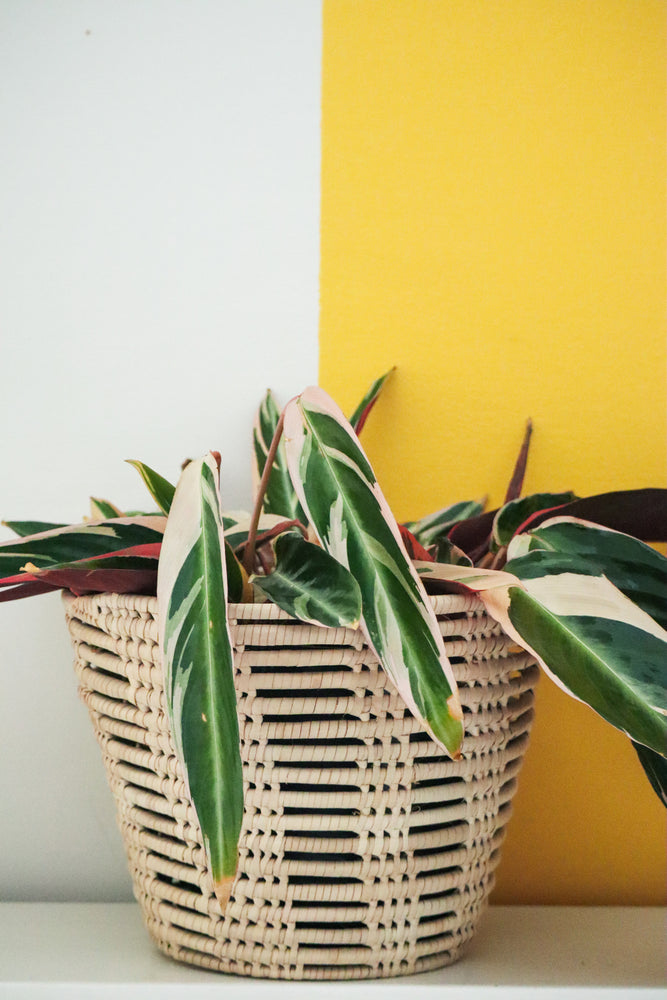 Mahogany Planter Basket