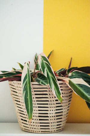 Mahogany Planter Basket