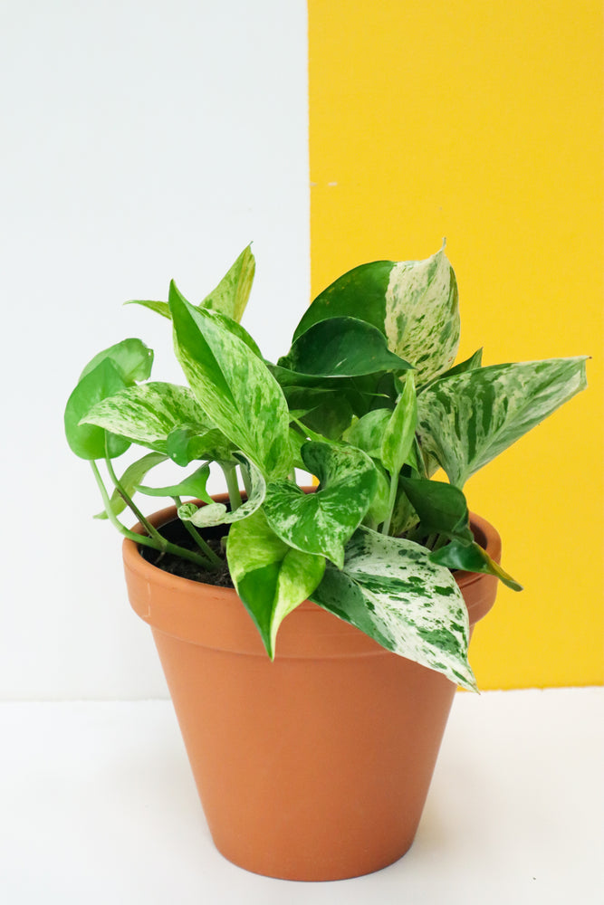 Marble Queen Pothos