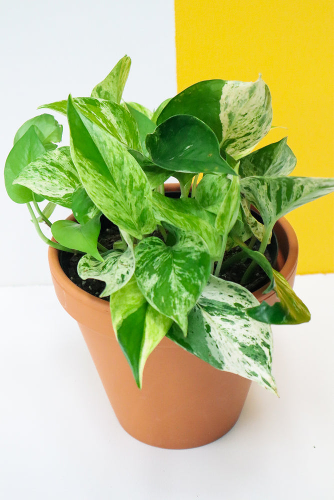 
            
                Load image into Gallery viewer, Marble Queen Pothos
            
        