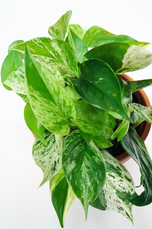 Marble Queen Pothos