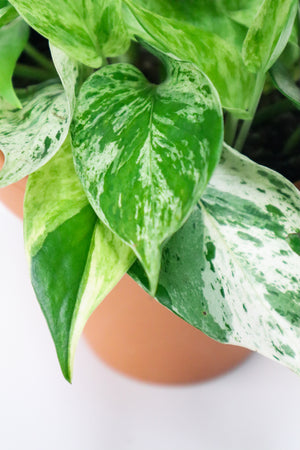 
            
                Load image into Gallery viewer, Marble Queen Pothos
            
        