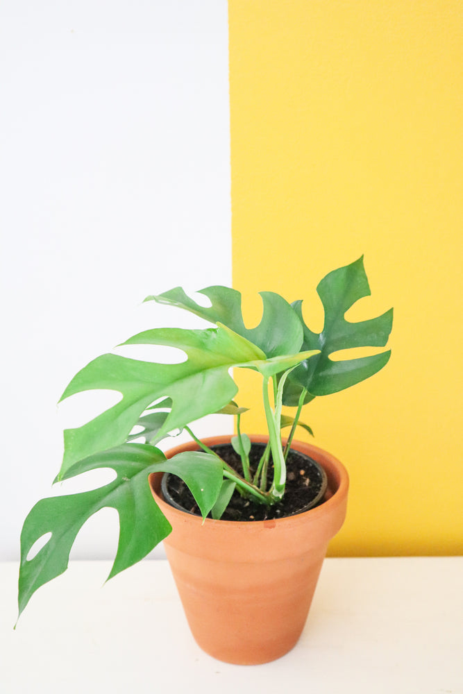 Mini Monstera