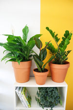 Newbie Plant Subscription (Monthly) Gauteng Only