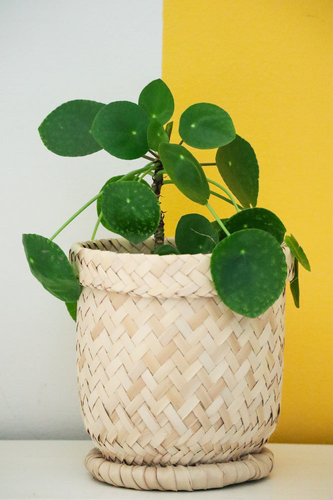 Oak Planter Basket