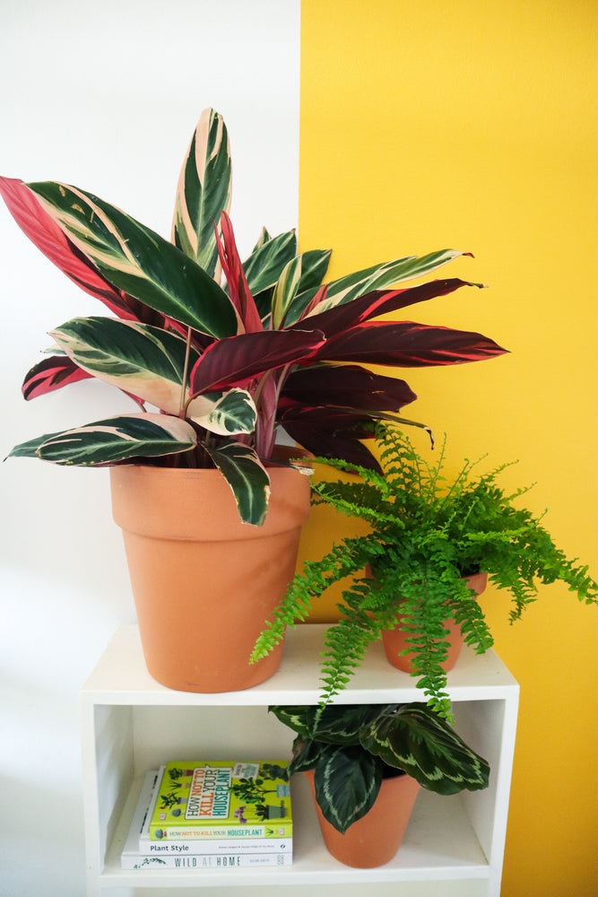 Pet Friendly Plant Subscription (Monthly) Gauteng Only