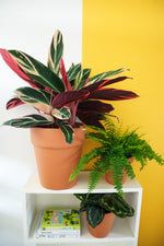 Pet Friendly Plant Subscription (Monthly) Gauteng Only
