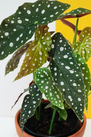 Polkadot Begonia